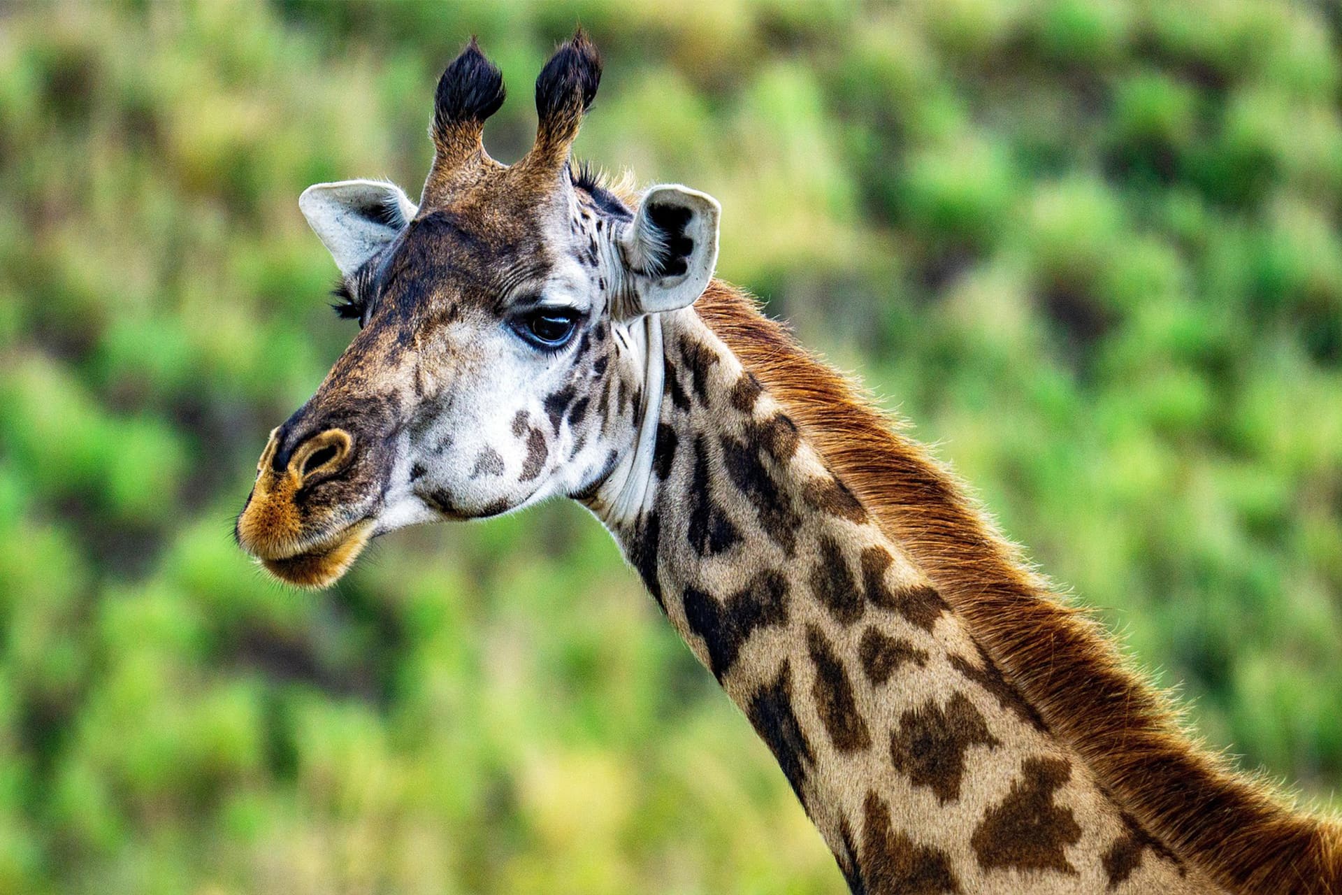 Masai giraffe in northern Tanzania