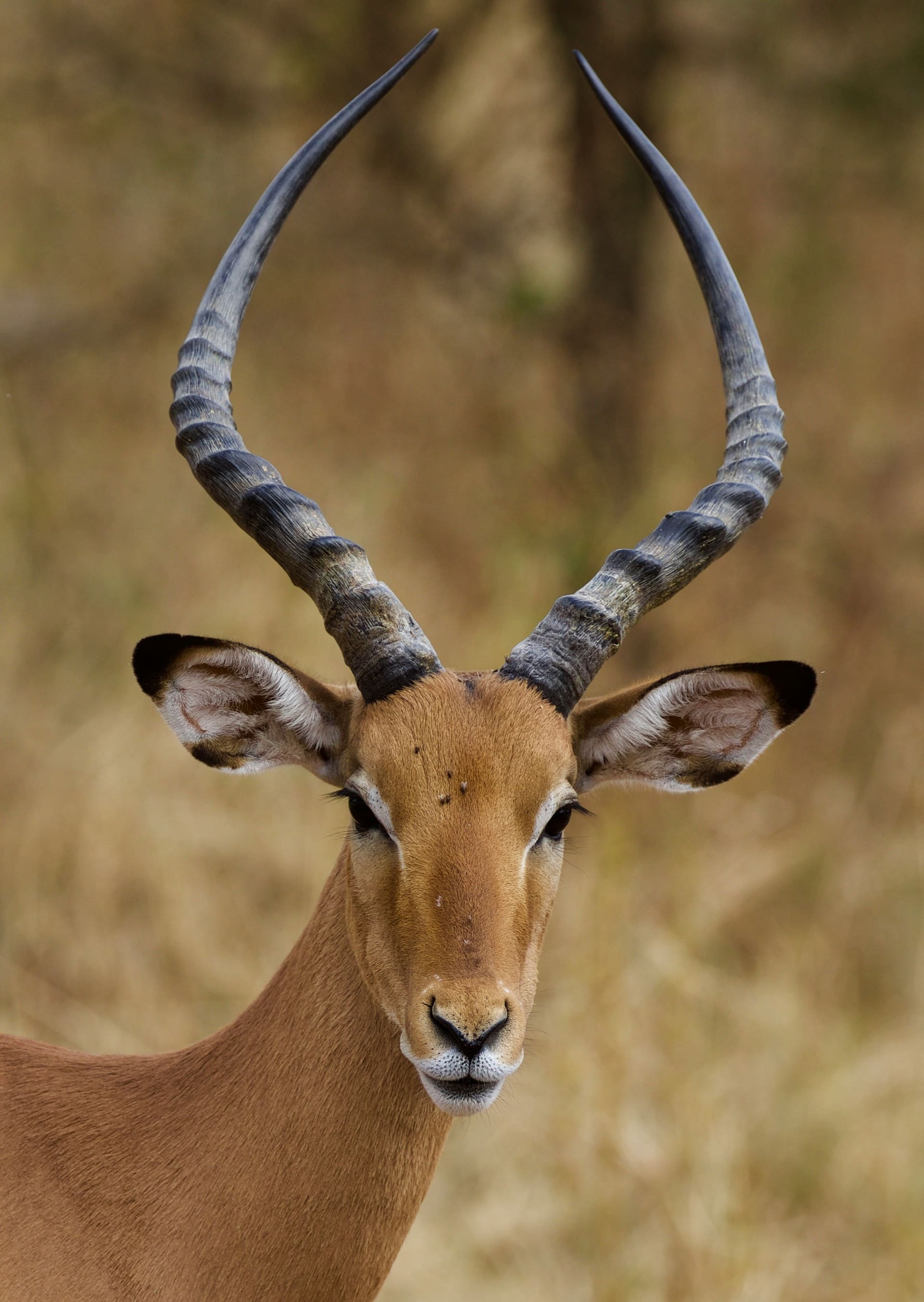 Serengeti to Zanzibar safari and beach combination