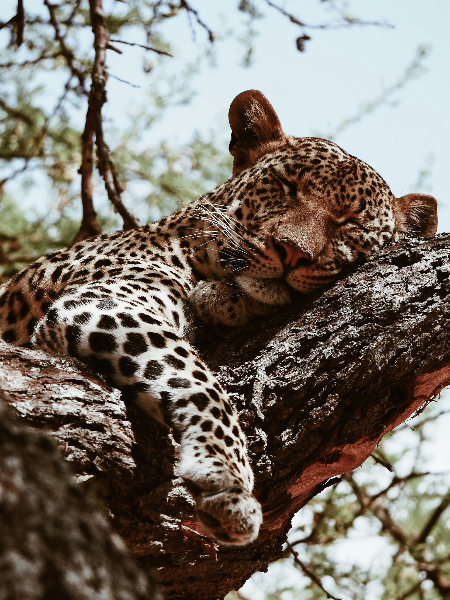 Touring Bush Safaris photo 15