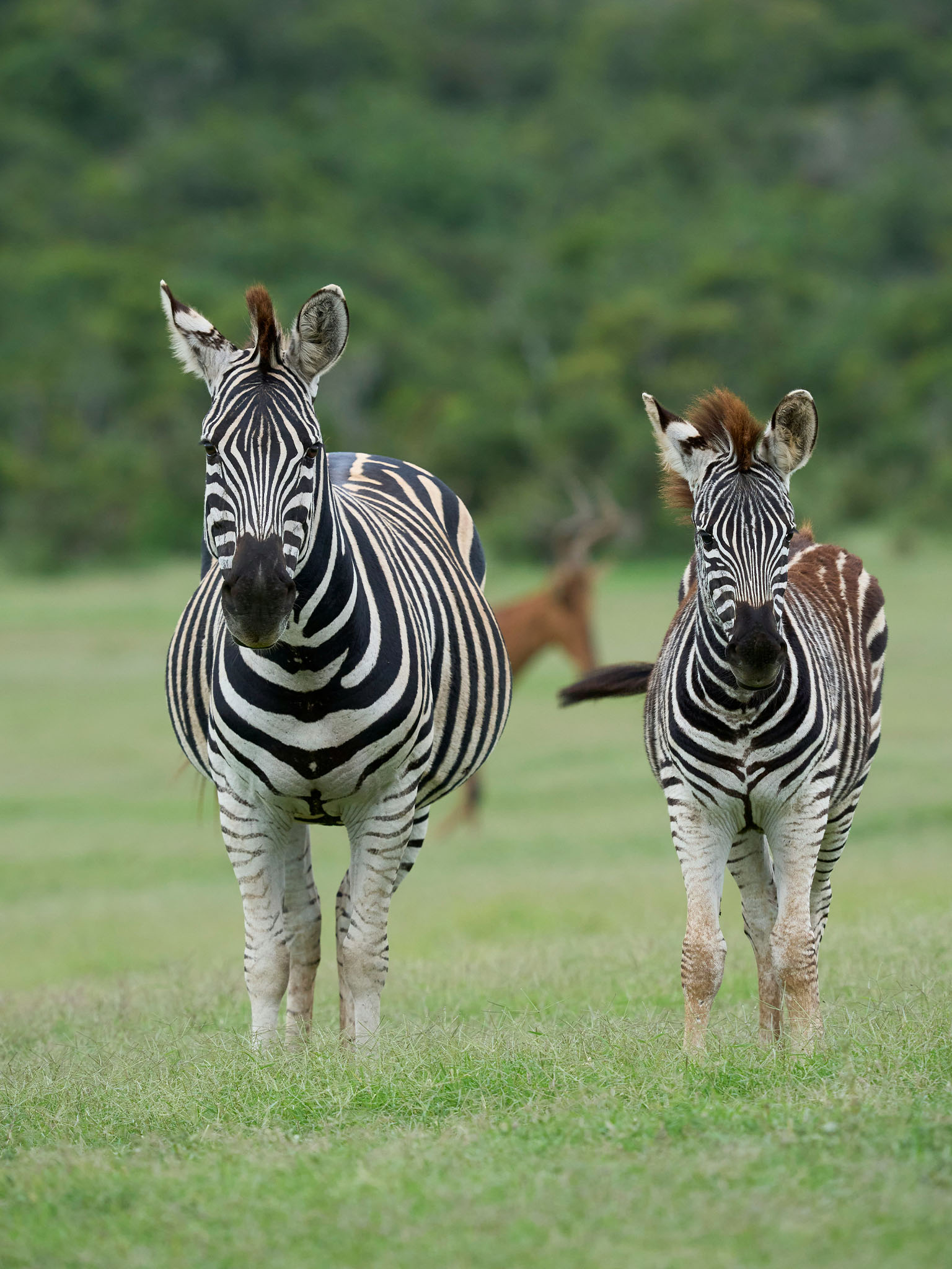 Touring Bush Safaris photo 16