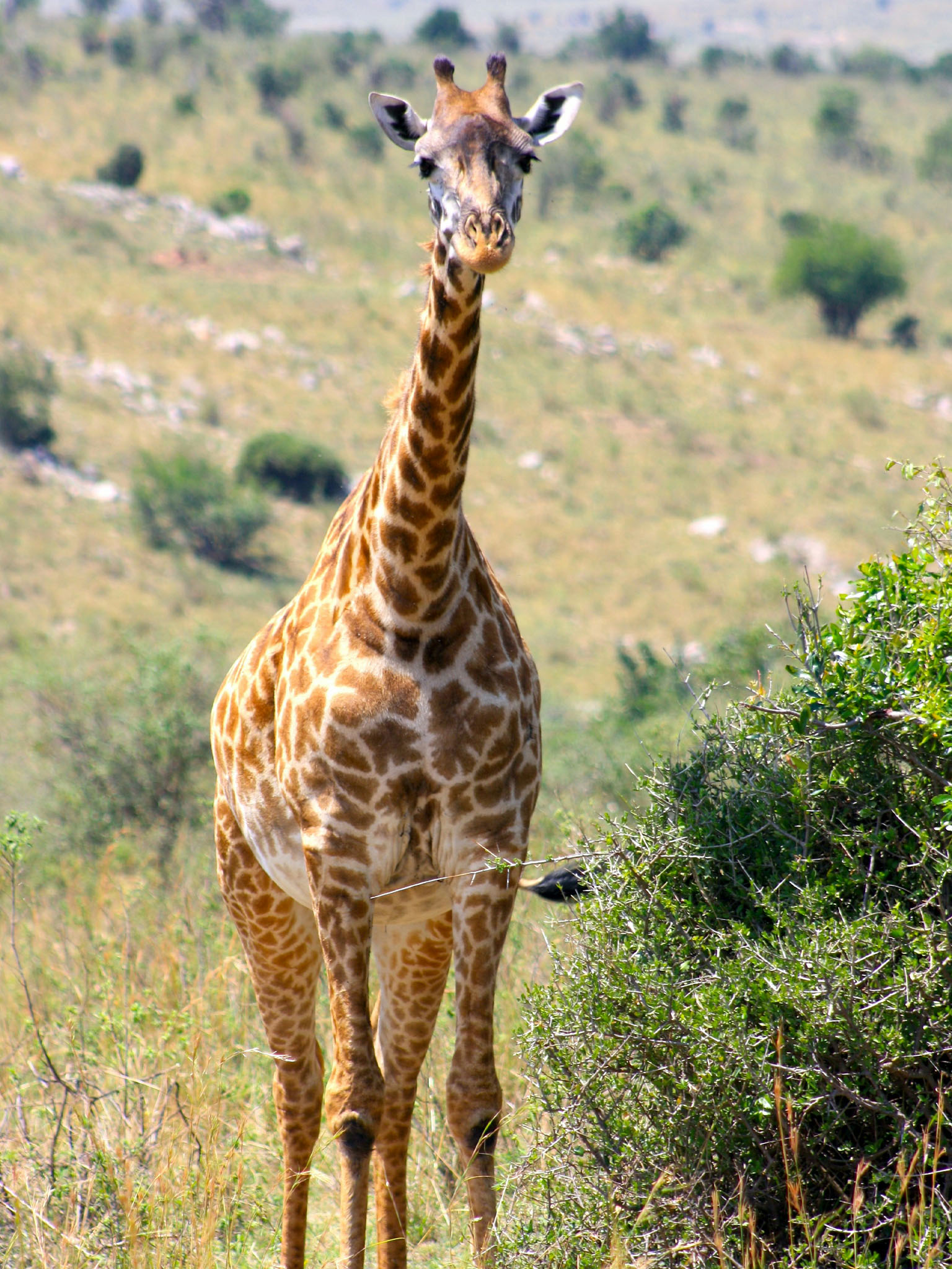 Touring Bush Safaris photo 26